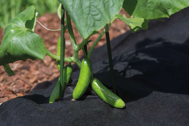 Unkraut-Vlies Classic